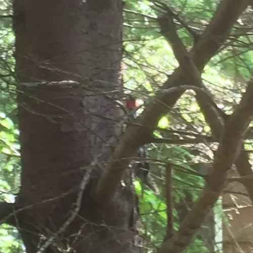 Red-breasted Sapsucker