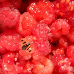 Three-banded Lady Beetle thumbnail 3