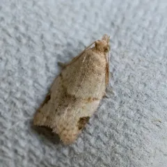 Greenish Apple Moth thumbnail 4