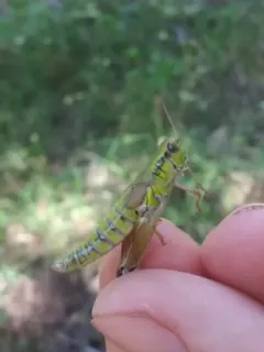 Long-toed Grasshopper thumbnail 3