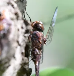 Taper-tailed Darner thumbnail 3