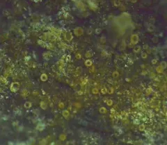 Rock Dimple Lichen thumbnail 2