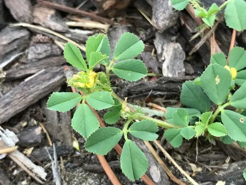 early medick