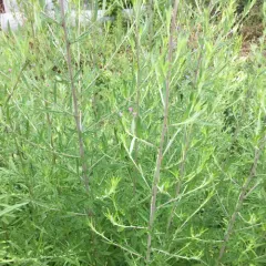 common mugwort thumbnail 2