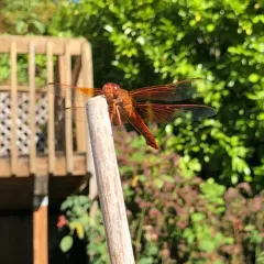 Flame Skimmer thumbnail 2