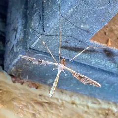 Spectacled Crane Fly thumbnail 2
