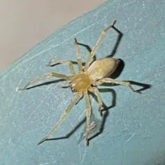 Northern Yellow Sac Spider thumbnail 4