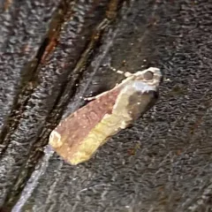 Variable Narrow-wing thumbnail 4
