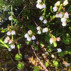 western moss-heather thumbnail 2