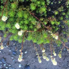 Partridgefoot thumbnail 3