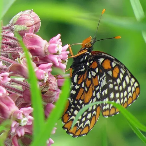 Baltimore Checkerspot