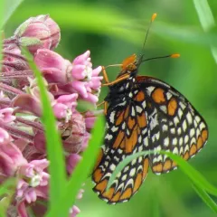Baltimore Checkerspot thumbnail 1
