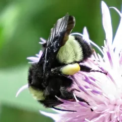 American Bumble Bee thumbnail 2