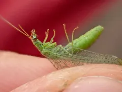 Chrysopa pleuralis thumbnail 4