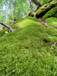 pinched shaggy moss thumbnail 2