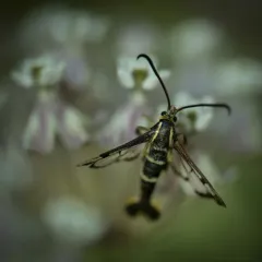 Strawberry Crown Moth thumbnail 1