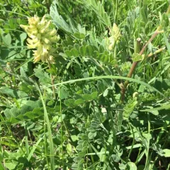 Canadian milkvetch thumbnail 2