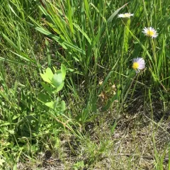 Smooth fleabane thumbnail 1