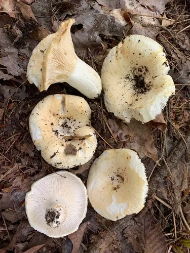 Russula inopina