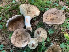 Russula dissimulans thumbnail 3