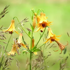 Canada lily thumbnail 3