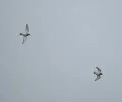 Rock Sandpiper thumbnail 2