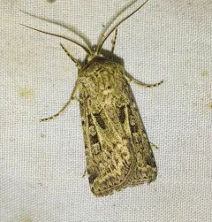 Pale Western Cutworm Moth thumbnail 2