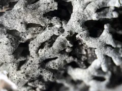 Lichenostigma cosmopolites thumbnail 1