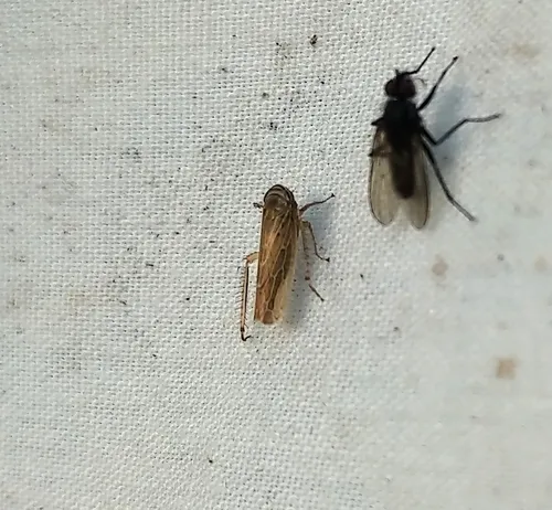 Paramesus major