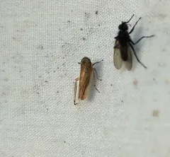 Paramesus major thumbnail 1