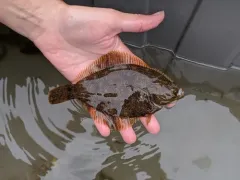 Smooth Flounder thumbnail 1