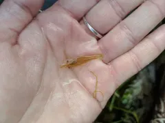 Marsh Grass Shrimp thumbnail 3
