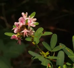 slender bush clover thumbnail 2