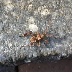 Western Conifer Seed Bug thumbnail 6