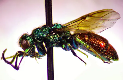 Chrysis provancheri