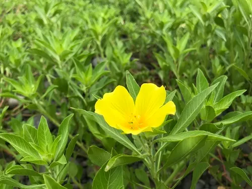 water primrose