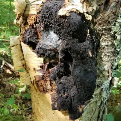 chaga photo