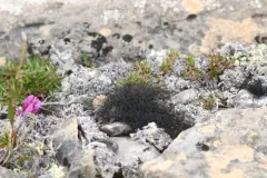 Tundra Horsehair Lichen thumbnail 4