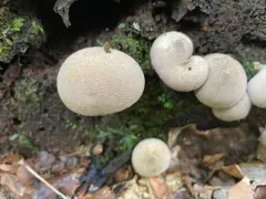 Lycoperdon subincarnatum thumbnail 2