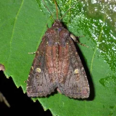Doubtful Apamea Moth thumbnail 4
