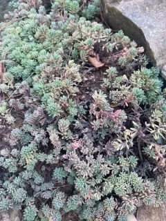 Turkish stonecrop thumbnail 4