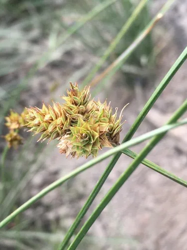 Mount Shasta sedge