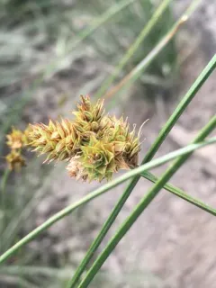 Mount Shasta sedge thumbnail 1