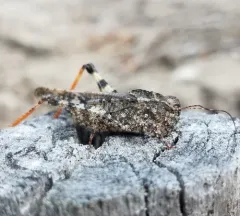 Mottled Sand Grasshopper thumbnail 4
