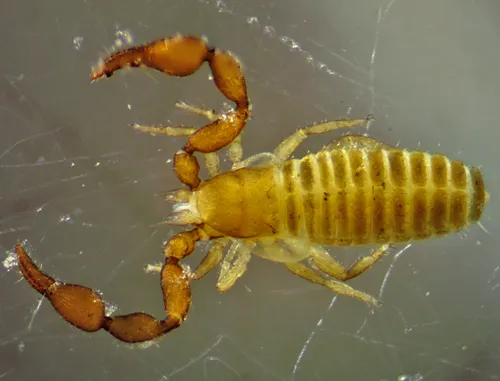 Pselaphochernes scorpioides