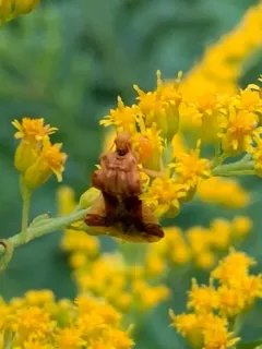 Phymata fasciata thumbnail 3