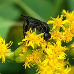 Aporus niger thumbnail 2