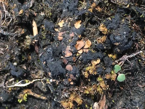 Clavascidium umbrinum