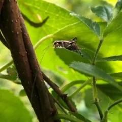Jumping Bush Cricket thumbnail 4