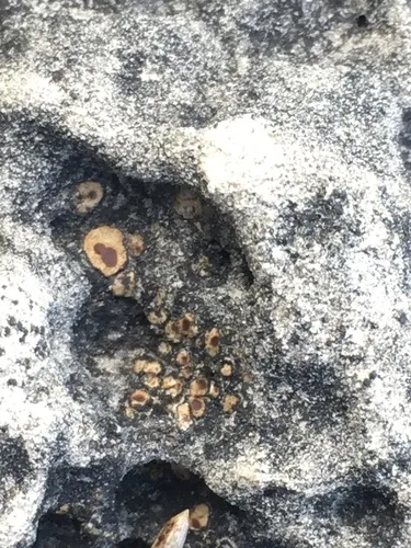 Acarospora macrospora